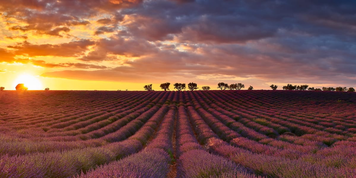 Valensole · Lavande